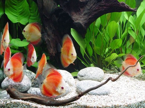 S.discus   Discus red marlboro 15+ cm